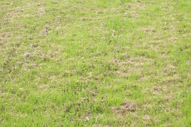 Minimum cultivation can refresh swards and improve productivity as shown in this grass sward 4 weeks after direct drilling.