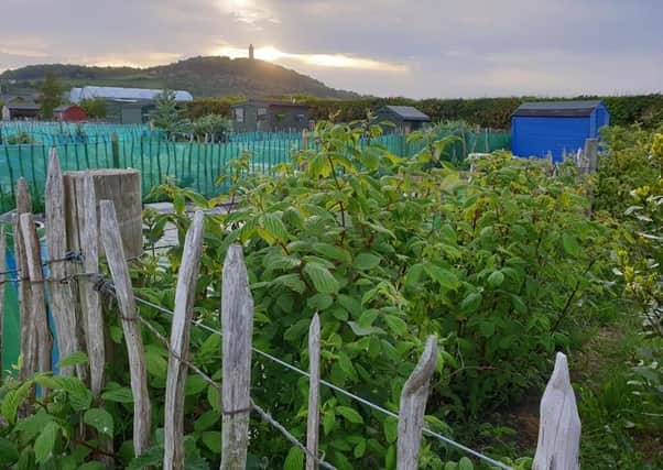 Ards Allotments on the Comber Road, Newtownards. Picture: Darryl Armitage