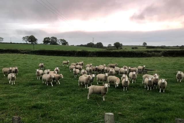 40 Dorset x Texel_Mule ewe lambs being kept as replacements