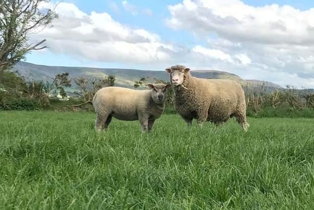 Pure Dorset ewe with Bleu du Maine x Dorset lamb at foot