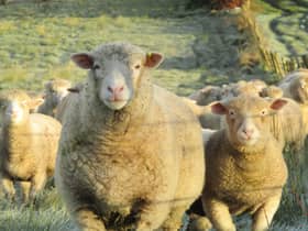 Purebred Dorset ewe with autumn born lamb at foot