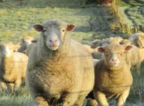 Purebred Dorset ewe with autumn born lamb at foot