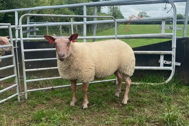 First Prize Ewe Lamb