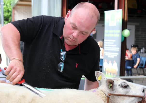 John Barclay, (Beachy Flock) Maybole Ayrshire is judging the Irish Beltex Sheep Breeders Club show at the Club sale of 71 MV Accredited and Scrapie Monitored Beltex Pedigree Sheep being held at Beattie Livestock Sales in Omagh on Saturday, 21st August.