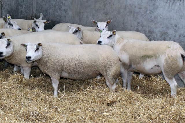 A total of 71MV Accredited and Scrapie Monitored Beltex Pedigree Sheep will go under the hammer at Beattie Livestock Sales in Omagh on Saturday, 21st August