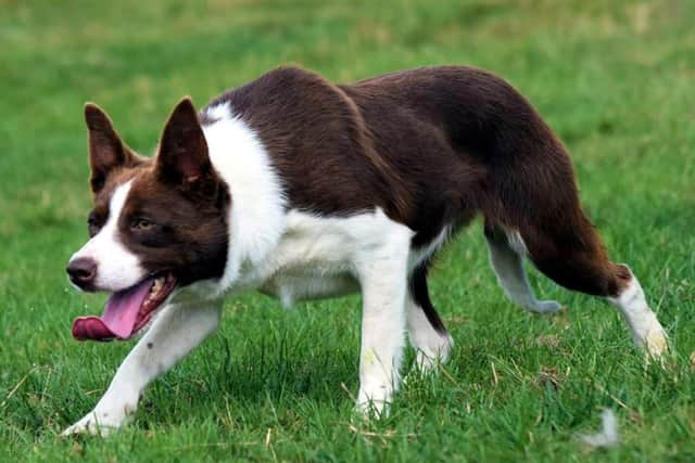 Dewi Jenkins’ top price £15,200 online Skipton dog Tynygraig Queen.