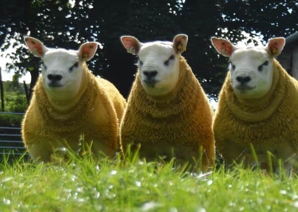 The NI National Sale of Texels will be held in Ballymena Market on Saturday 4th September.  Visit www.texel.co.uk/sales-dates to download a catalogue and for the latest information on Covid -19 restriction guidance.