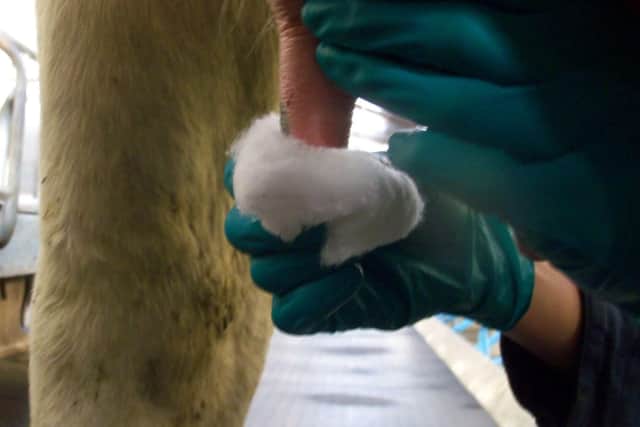 Ensure teats are well cleaned with surgical spirits before applying dry cow therapy.