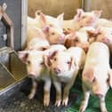 A shortage of migrant labour is causing major disruption to pig farmers across the UK.
