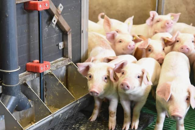 A shortage of migrant labour is causing major disruption to pig farmers across the UK.