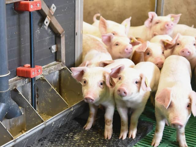 A shortage of migrant labour is causing major disruption to pig farmers across the UK.