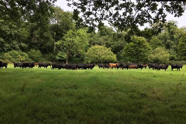 Finnebrogue Woods' herd of pedigree breeding cows and calves
