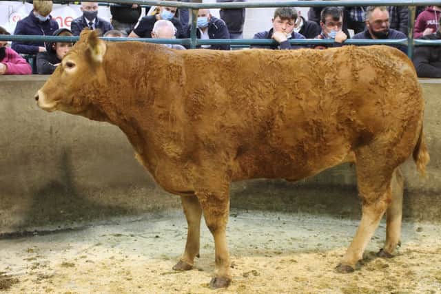 Collegeland Pearl exhibited by K andS Williamson sold for 2,600gns to Mr Davis, Co Longford