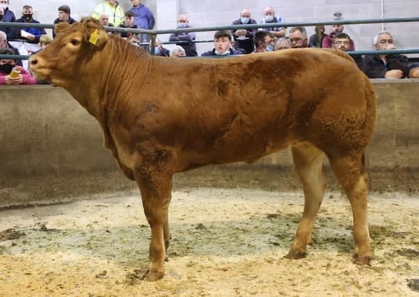 Top price female Larkhill Rousha bred by B and C McAuley sold for 3,200gns to Mr McConville, Newry