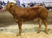 Top price female Larkhill Rousha bred by B and C McAuley sold for 3,200gns to Mr McConville, Newry