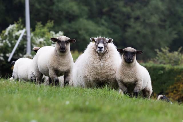 Lanark type ewe with twin cross Hampshire lambs