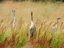 Cranes on Otmoor. Credit: Fergus Mosey