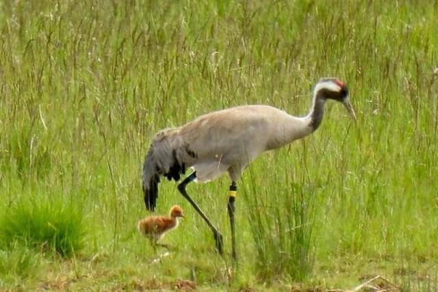Crane chick with parent on Otmoor. Credit: Fergus Mosey