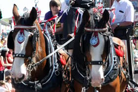 Smartly dress horses of the Cherryvale Clydesdale. INNT 22-010-FP