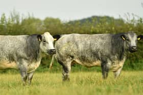 Lots 17 and 33 are just two of the show quality in calf heifers that will be sold at the Jalex Timed Auction running between 17-20th September. All details are available to view on marteye.ie with the first lot closing on Monday 20th at 7pm