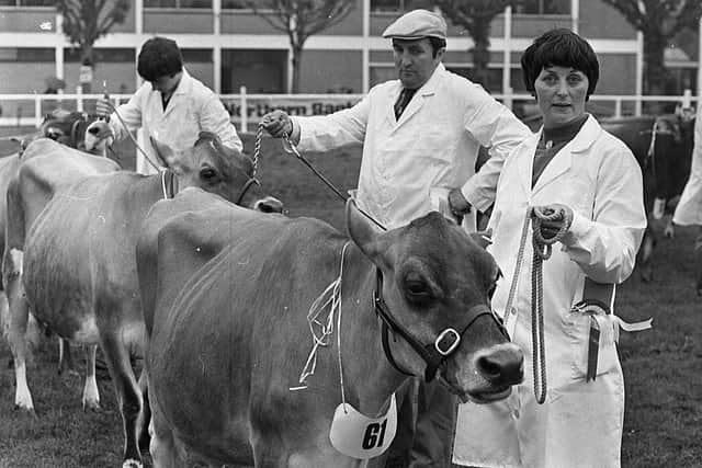 Mrs Margaret King, Ballymena, with her prizewinning Jersey cow, as husband Brian, gives a helping hand with another of Mrs Kingâ€TMs Jerseys. Mr King was among the successful Ayrshire exhibitors at the Balmoral Show in 1981. Picture: Farming Life archives