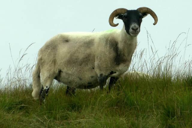 The Blackface flock at the Hill Farm Centre has a key role in managing habitat