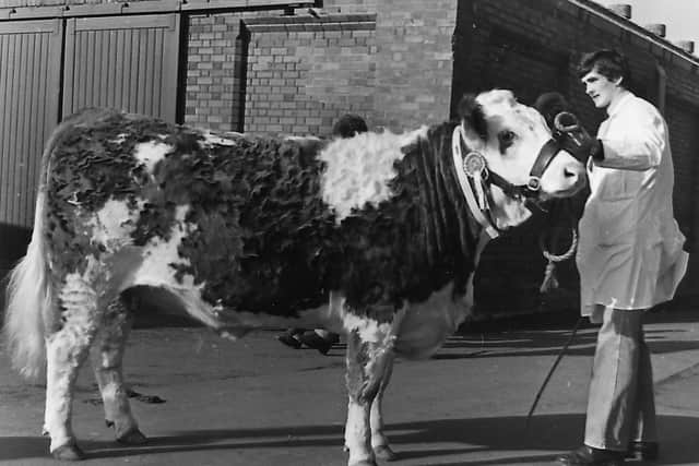 November 1980: David Perry exhibited Killane Linda 4th, the female champion at the clubâ€TMs autumn show and sale at Balmoral. Photo courtesy of Farming Life