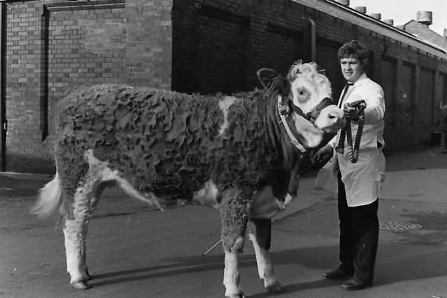 November 1980: Andrew Patterson, herd manager at the late Bertie Wattersonâ€TMs Oakland Herd, pictured with a prize winning heifer at the NI Clubâ€TMs autumn show and sale, held at Balmoral. Picture courtesy of Farming Life