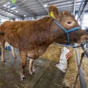 Beth Wilkinson prepares her animals for the Balmoral Show which starts on Wednesday. Picture Steven McAuley/McAuley Multimedia