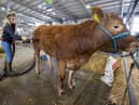 Beth Wilkinson prepares her animals for the Balmoral Show which starts on Wednesday. Picture Steven McAuley/McAuley Multimedia