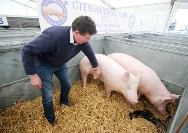 Pig farmer Trevor Shields from Killkeel does not believe politicians have been listening to the threats facing the sector. Jonathan Porter/PressEye.com