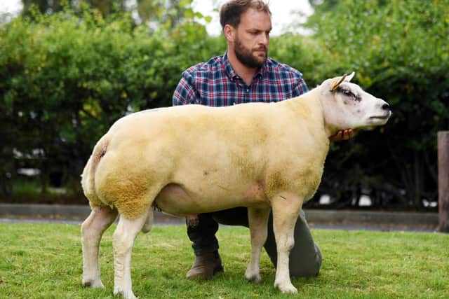 Grant Maxwell with his Skipton Beltex 3,000gns shearling ram