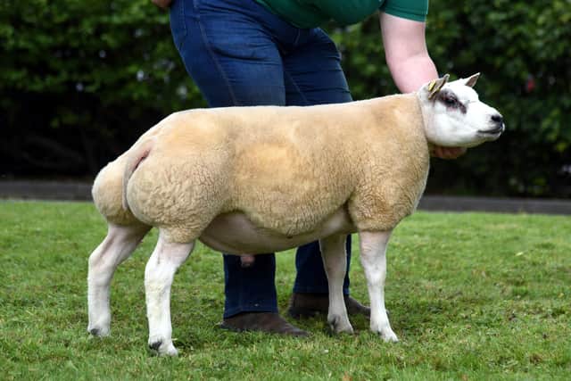 Richard Wood’s Skipton Beltex reserve supreme champion ram lamb