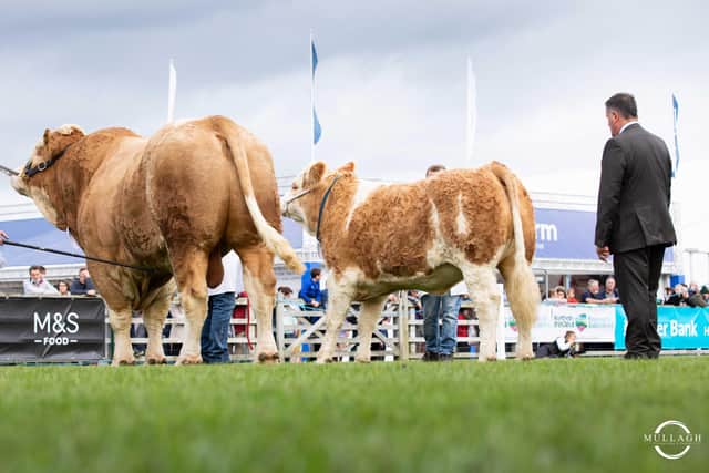 Judging of the supreme championship at Balmoral Show. Picture: Mullagh Photography