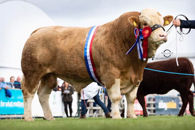 Male and supreme champion at Balmoral Show was Hiltonstown Indiana exhibited by James McKane, Ballymena. Picture: Mullagh Photography