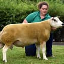 Libby McAllister with the Skipton Beltex top price 7,000gns shearling ram