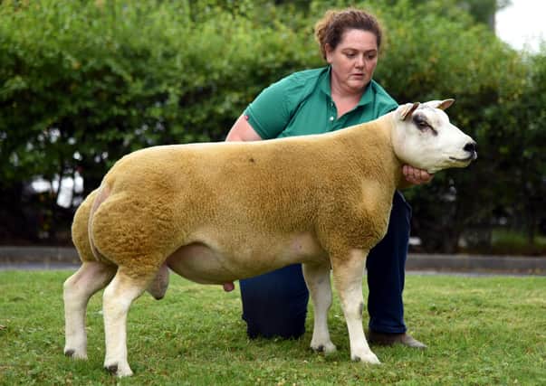 Libby McAllister with the Skipton Beltex top price 7,000gns shearling ram