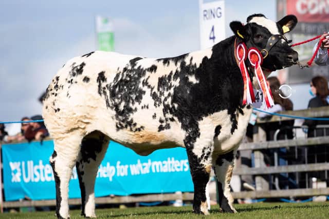 Reserve overall British Blue champion was Faughanvale Peggy bred by Oliver McGuinness and Family, Greysteel. Picture: Mullagh Photography