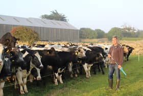 CAFRE Technology Demonstration Farmer, James Henderson, Kilkeel with a batch of 22-month year old dairy origin heifers.