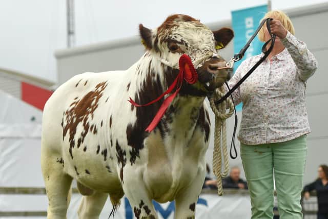 Junior bull winner - Ardcroagh Jamesie owned by Violet McKeown