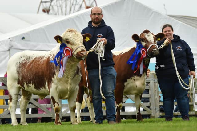 Reserve champion pair and second place winners in the cow class and bull class Beechmount Daisy and Ravelglen Rodan owned by Ryan and Caroline Maxwell