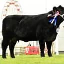 Supreme Aberdeen Angus champion and overall interbreed beef champion was the junior cow Woodvale Miss Annie U436 exhibited by Adam Armour, Dromara. Picture: Alfie Shaw.