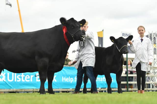 First prize senior cow was Drumcorn Ergessa R186 owned by John and Ann Henning, Moira, and shown by Andrew Hamill and  Izzy Oâ€TMDowd.  Picture: Alfie Shaw