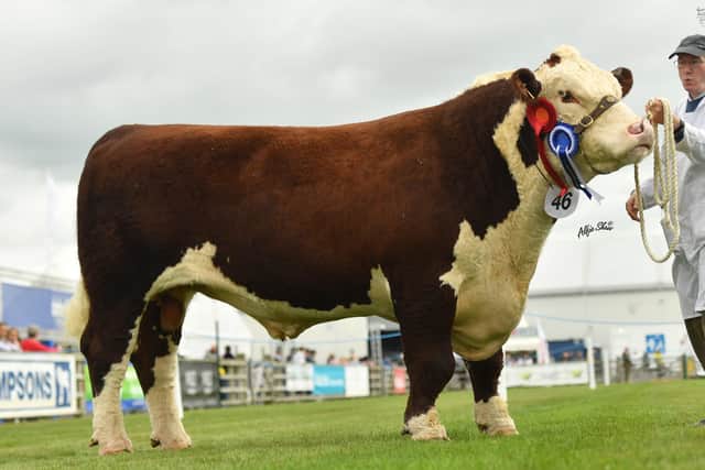 Solpoll 1 Real Good was Reseve Male Champion from John and William McMordie