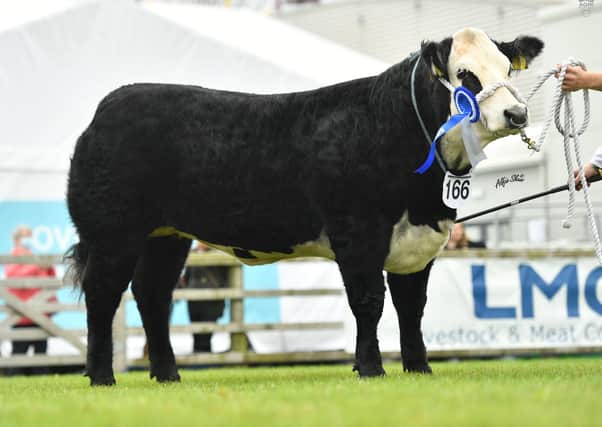 Native Bred Class winner was by a Hereford Sire exhibited by JCB Commercials