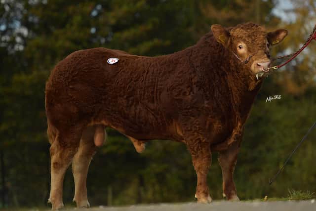 Gleneagle Pascal bred by John O'Kane & Sons sold Top Price Bull for 7,200gns at the BLCS October Sale in 2020.