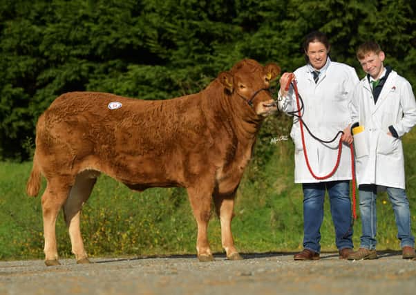 Millgate Pringles bred by Michael Loughran sold Top Price Female for 3,600gns at the the BLCS October Sale in 2020.