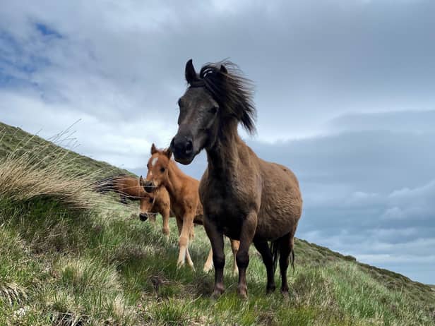 The National Trust is concerned for the welfare of feral horses living in the Mourne Mountains
