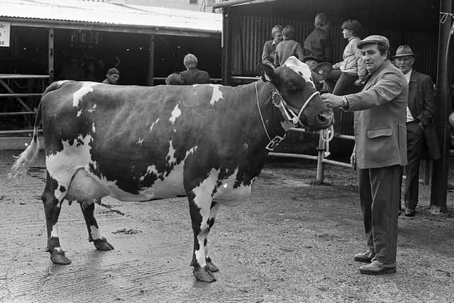 Mr Brian King from Ballymena with the Ayrshire champion cow at the Enniskillen (Fermanagh) Show in August 1982. Picture: Farming Life/News Letter archives
