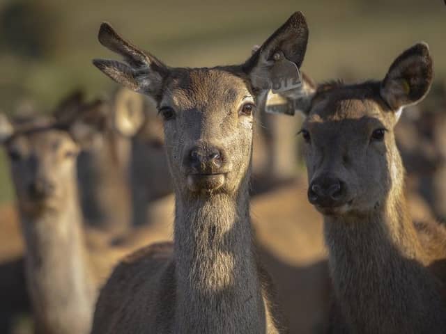 Pic Phil Wilkinson 
info@philspix.com
SRUC images Alum
Stuart Mitchell 
Whitriggs Farm, Hawick TD9 8QR

Stuart is a former student at SRUC in Edinburgh. He and his family have diversified into deer farming â€“ and are part of the First Venison group supplying Waitrose.